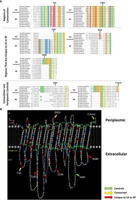 Identification of amino acid domains of Borrelia burgdorferi P66 that are surface exposed and important for localization, oligomerization, and porin function of the protein